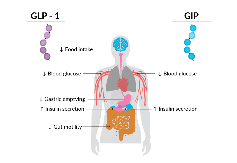 Résumé des actions du GLP-1 et du GIP dans l’homéostasie du glucose et la réduction du poids